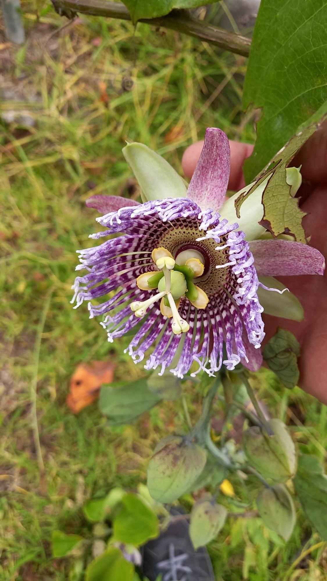 Finca Petrona Calacali Dış mekan fotoğraf