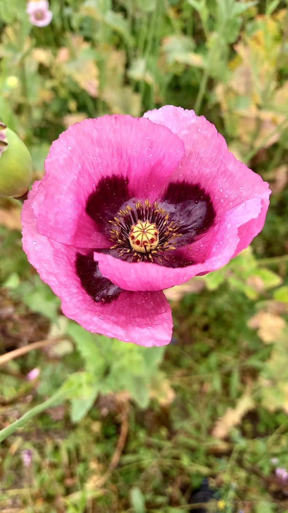 Finca Petrona Calacali Dış mekan fotoğraf